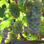 Sprankelend Hageland op wijndomein Chartreuzenberg