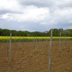 Sprankelend Hageland op wijndomein Chartreuzenberg