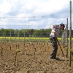 Sprankelend Hageland op wijndomein Chartreuzenberg