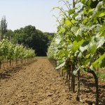 Sprankelend Hageland op wijndomein Chartreuzenberg