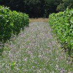 Sprankelend Hageland op wijndomein Chartreuzenberg