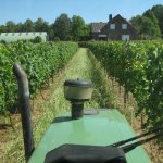 Sprankelend Hageland op wijndomein Chartreuzenberg